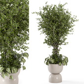 Indoor Plants bush and Tree in rusty Concrete Pot -Set 466