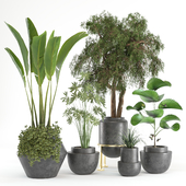 indoor plant vol 05