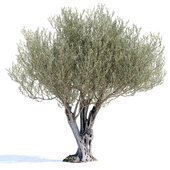 Olive tree 7 (Olive tree 7)