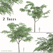 Set of Sapindus mukorossi Tree ( Soapberry ) ( 2 Trees )