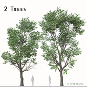 Set of Acer Negundo Tree (Box elder) (2 Trees)