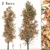 Set of Acer Saccharum Tree (Sugar maple) (2 Trees)
