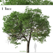 Quercus suber Tree (Cork oak)