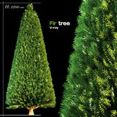Fir tree 001