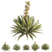 Yucca Exterior Set (Corona)