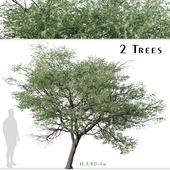 Set of Terminalia sericea Tree ( Silver cluster leaf ) (2 Trees)