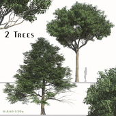 Set of Lindera Megaphylla Tree (Feverbush) (2 Trees)