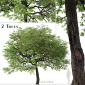 Set of Juglans nigra Tree (Eastern black walnut) (2 Trees)