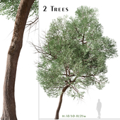Set of Eucalyptus globoidea Tree (White stringybark) (2 Trees)