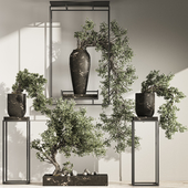 Bonsai and Indoor Plant Set 38