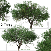 Set of Black Olive Tree ( Bucida buceras ) (2 Trees)