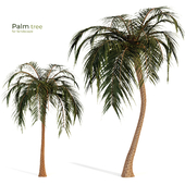 Palm tree 001