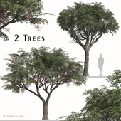 Set of Melia Azedarach Tree ( Chinaberry ) (2 Trees)