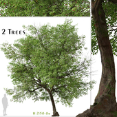 Set of Prunus avium Tree ( Sweet Cherry ) (2 Trees)