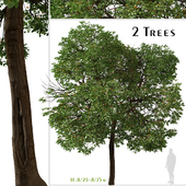 Set of Cordia sebestena Tree ( Geiger tree ) (2 Trees)