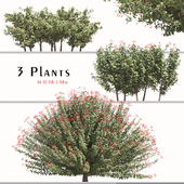 Set of Hamelia Patens Plant (Scarlet Bush) (3 Plants)