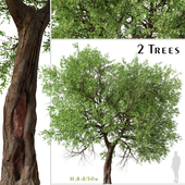 Set of Maclura pomifera Tree ( Osage orange ) (2 Trees)