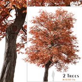 Set of Quercus coccinea Tree ( Scarlet oak ) (2 Trees)