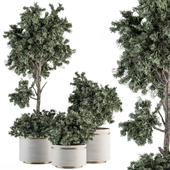 indoor Plant Set 360- Tree and Plant Set in pot