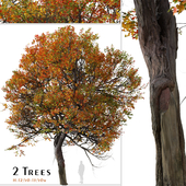 Set of Acer miyabei Tree ( Miyabe maple ) ( 2 Trees )