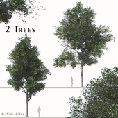 Set of Populus Przewalskii Trees ( Populus simonii ) ( 2 Trees )