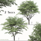 Set of Pterocarya stenoptera Trees (Chinese wingnut) (2 Trees)