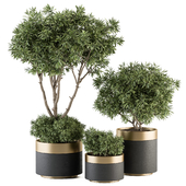 indoor Plant Set 361- Tree and Plant Set in pot