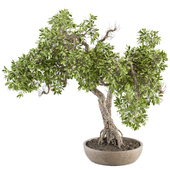 indoor Plant Set 347 - Bonsai Plant in pot