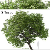 Set of Butternut Tree ( Juglans cinerea ) ( 2 Trees )