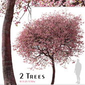 Set of Kwanzan Cherry Tree (Prunus lannesiana) (2 Trees)