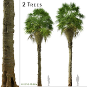 Set of Sabal Palm Tree (Carolina palmetto) ( 2 Trees )
