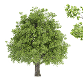 liquidambar formosana-tree