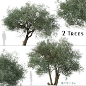 Set of Koroneiki Olive Tree ( Olea europaea ) ( 2 Trees )