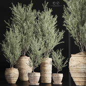 Indoor_Plant_olive_Set_46