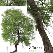 Set of Shagbark hickory Tree ( Carya ovata ) ( 2 Trees )
