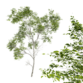 Quercus Variabilis 2 tree