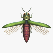 Beetle Emerald Ash Borer