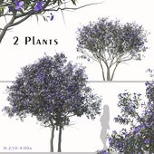 Set of Tibouchina Semidecandra plant (Glory Bush) (2 plants)