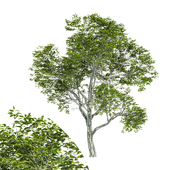 Quercus variabilis tree