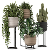 Indoor Plants in rusty Concrete Pot on Metal Base  - Set 569