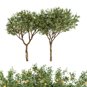 fruit trees orange-2