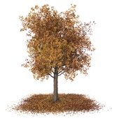 Butternut Tree-autumn