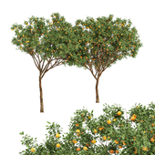 fruit-trees-orange-2