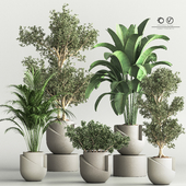 Indoor Plant Set 42