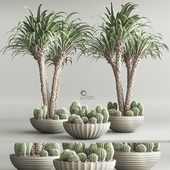 Indoor Plant Set 51(corona)