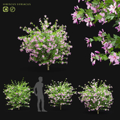 Syrian hibiscus bushes | Hibiscus syriacus