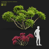 Winged euonymus bonsai | EUONYMUS ALATUS BONSAI