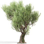 Olive Tree With Vines