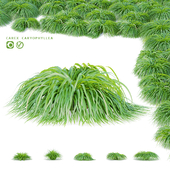 Sedge spring grass | Carex caryophyllea
