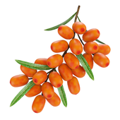 Sea buckthorn branch